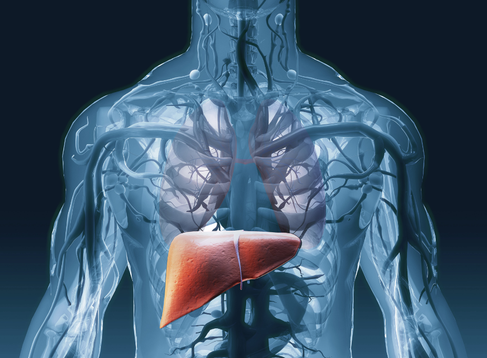 Your Liver: Why You Should Listen to Its Grumbles
